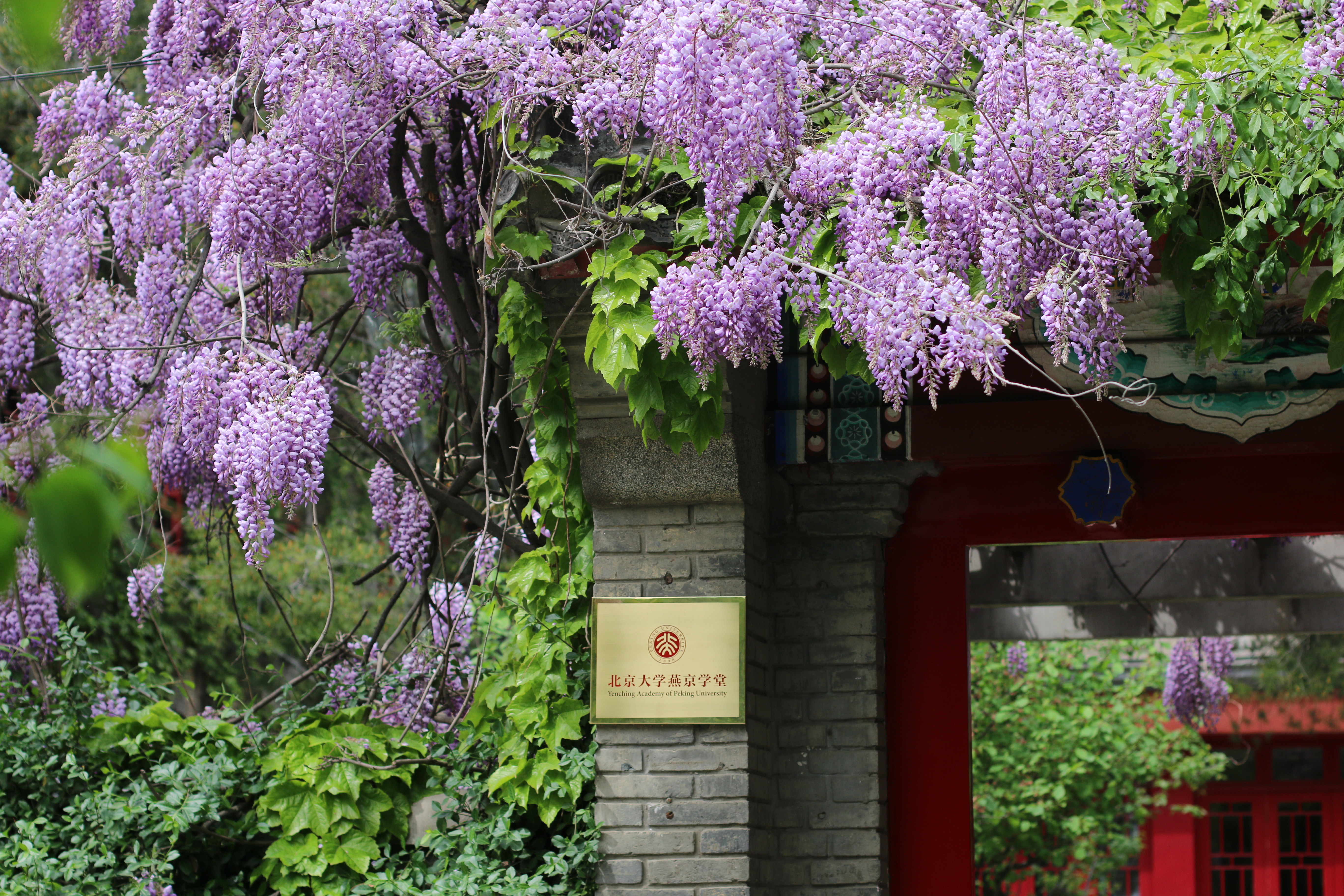 北京大学燕京学堂2021年硕士研究生(留学生与中国港澳台地区)拟录取